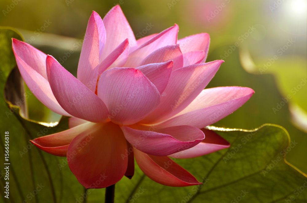Blossom lotus flower Blossom lotus flower
