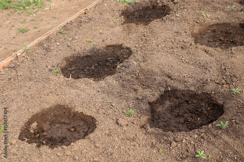 Watered vegetable holes with planted cucumber seeds in the spring garden