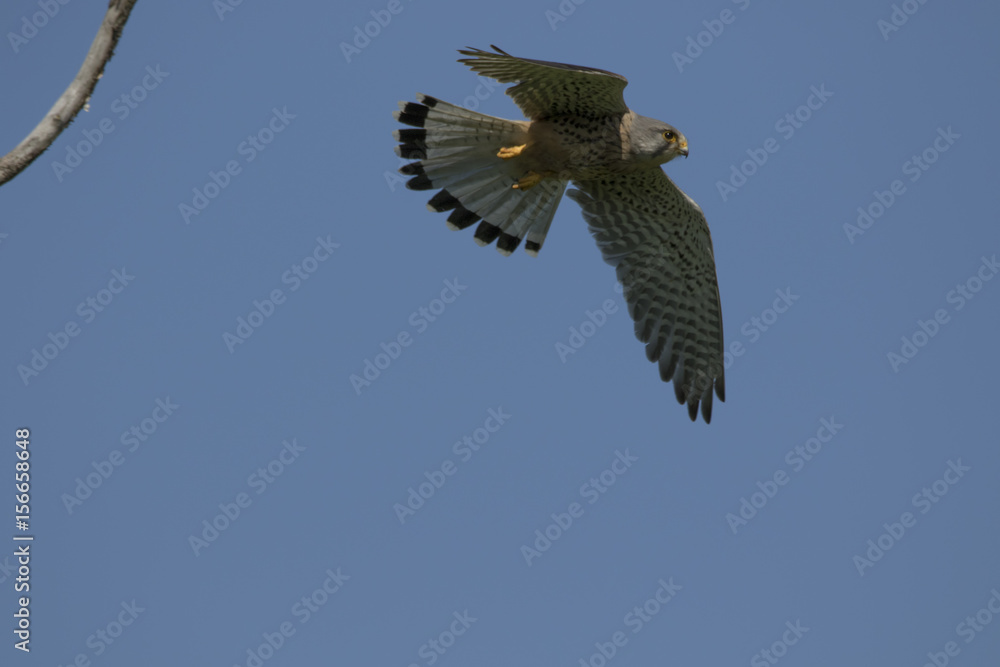 Fototapeta premium Kestrel