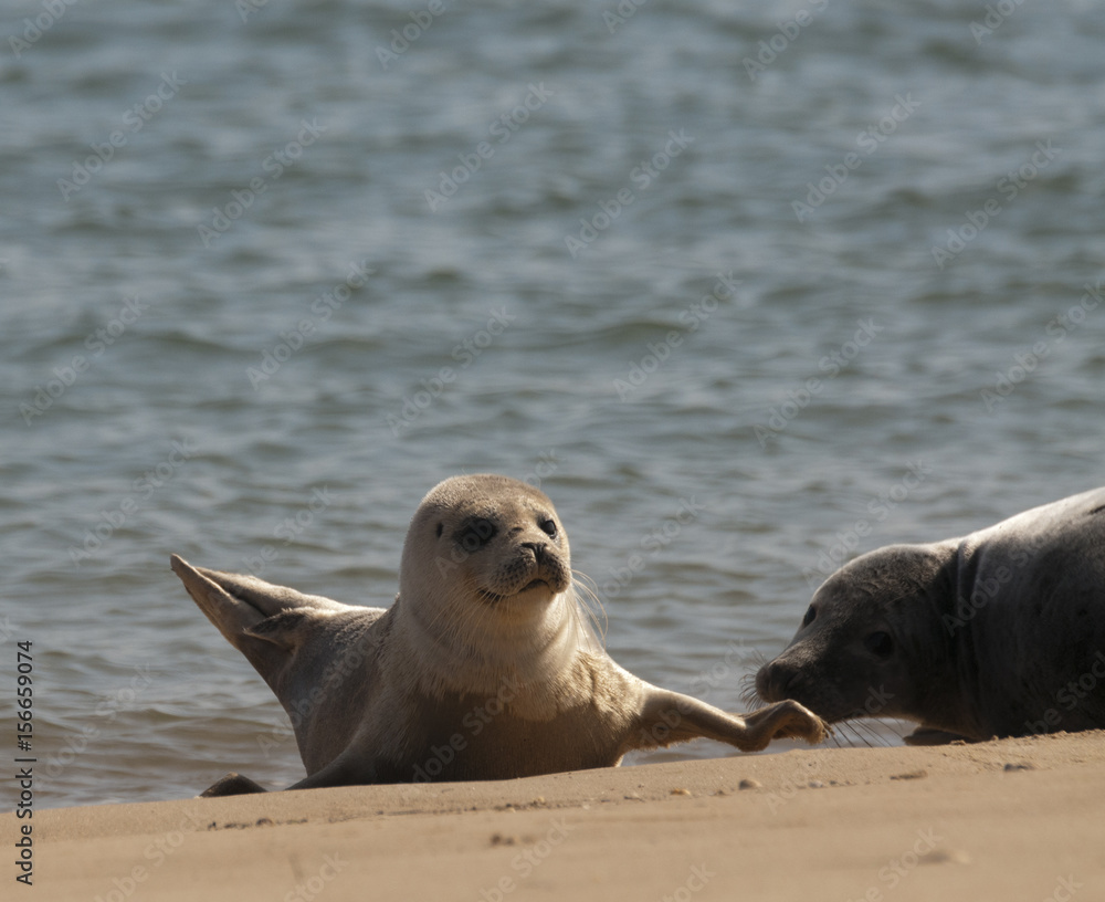 Fototapeta premium Grey Seal pups (Halichoerus grypus) on beach at Wells-next-the-Sea, Norfolk