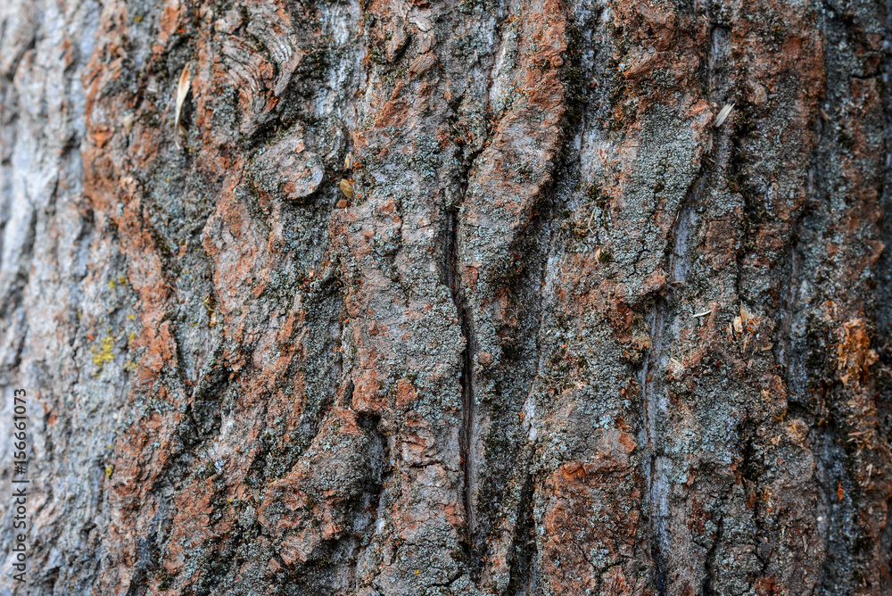 beautiful natural texture of bark wood plank use as nature wooden textured beautiful natural texture of bark wood plank use as nature wooden textured