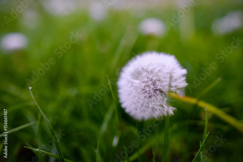 Air dandelions on a green field. Spring