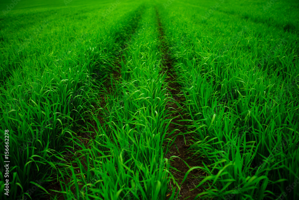 Close up of fresh thick grass with water drops in the early morning Close up of fresh thick grass with water drops in the early morning