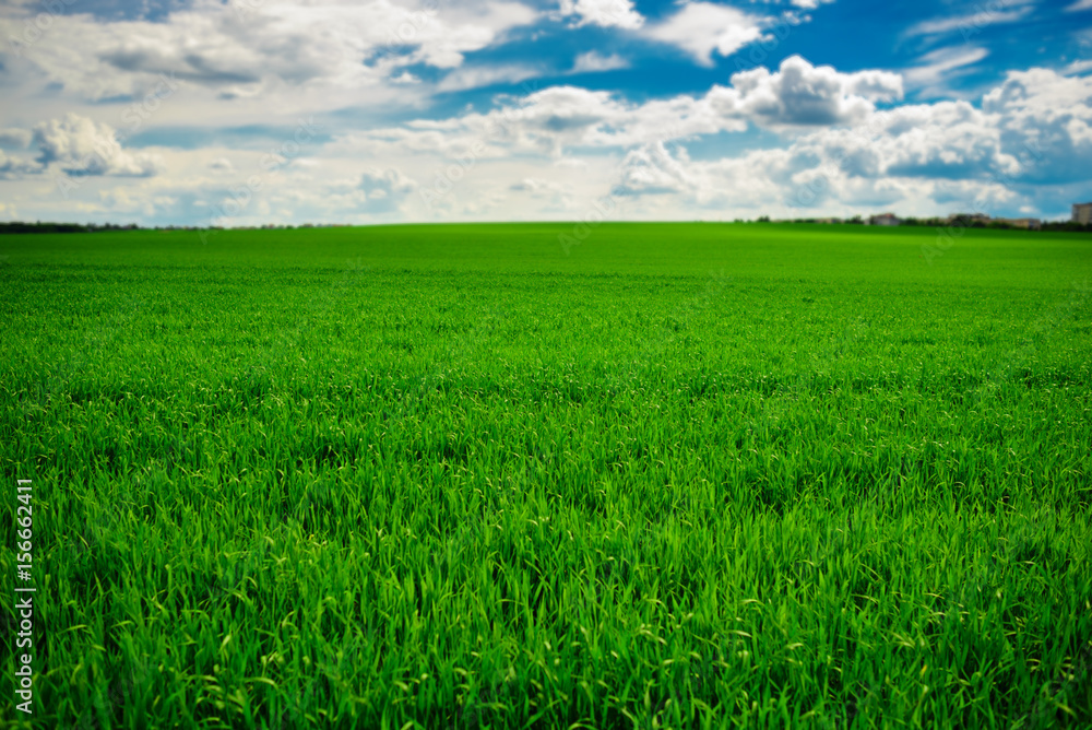 Green grass field and bright blue sky background