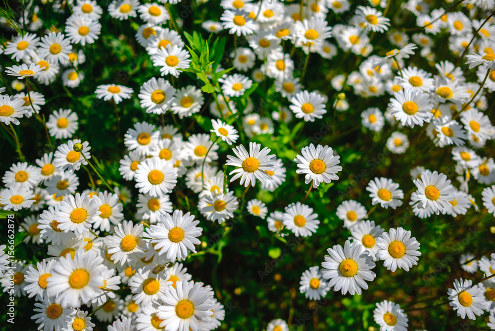 Selective focus daisy flowers - wild chamomile. Green grass and chamomiles in the nature Selective focus daisy flowers - wild chamomile. Green grass and chamomiles in the nature
