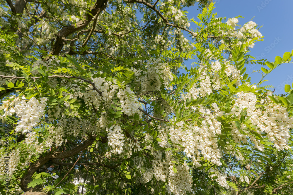 Akazienblüte Akazienblüte
