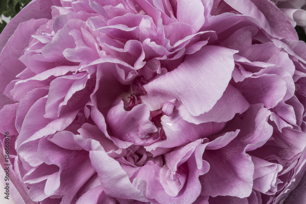 Smooth pink peony petals abstract texture