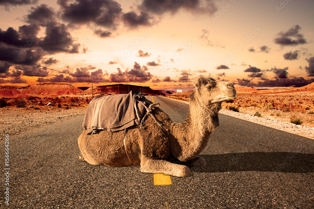 Fototapeta premium Road trips and adventures.Morocco landscape.dromedary ride.Africa travel. Dromedary and road.