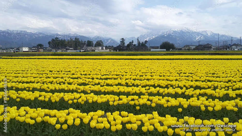 Yellow Tulip Fields