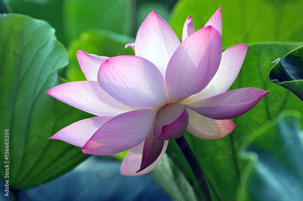 Blossom lotus flower Blossom lotus flower