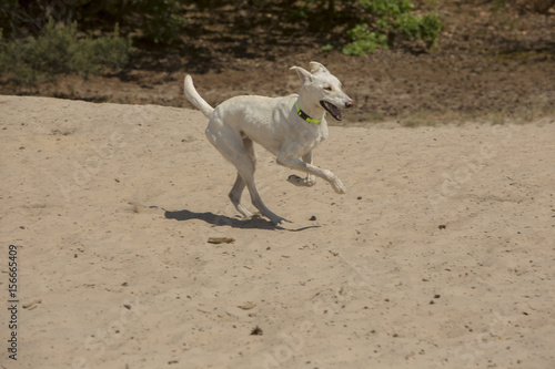 White greyhound running in the sand