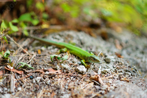 Green lizard on a background of pine bark. photo