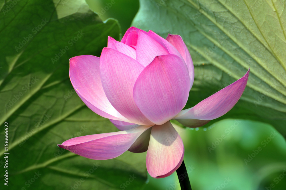 Blossom lotus flower