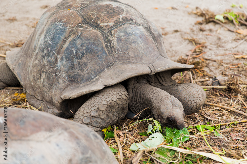 Fototapeta premium giant tortoises outdoors on seychelles