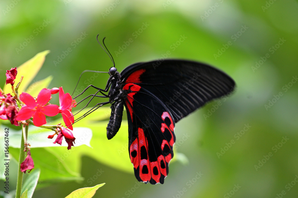 Naklejka premium Scarlet Mormon butterfly, Sentosa, Singapore