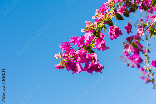 Photos Branch of beautiful bougainvillea flowers on blue sky background