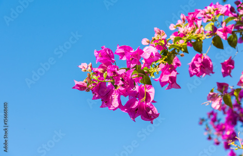 Fototapeta Branch of beautiful bougainvillea flowers on blue sky background