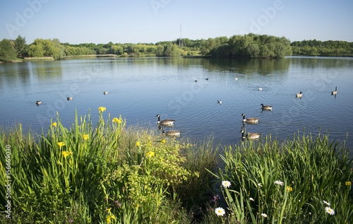 Beautiful Wildlife On Manvers Lake, Wath Upon Dearne, Rotherham, South Yorkshire photo