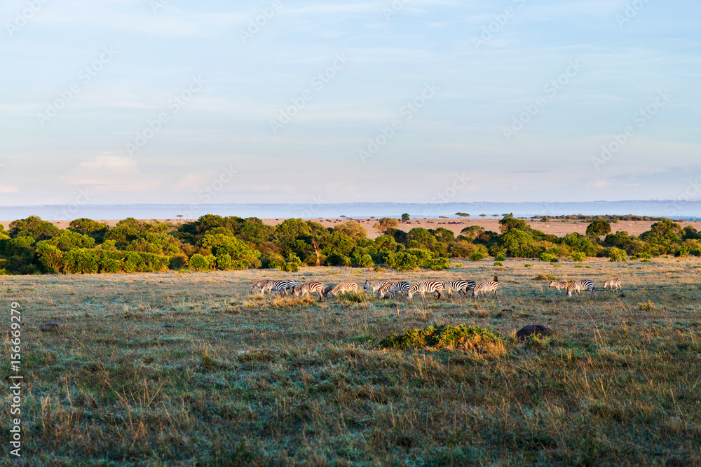 zebras herd grazing in savannah at africa