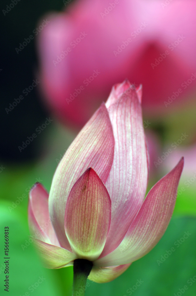 Fototapeta premium Blossom lotus flower