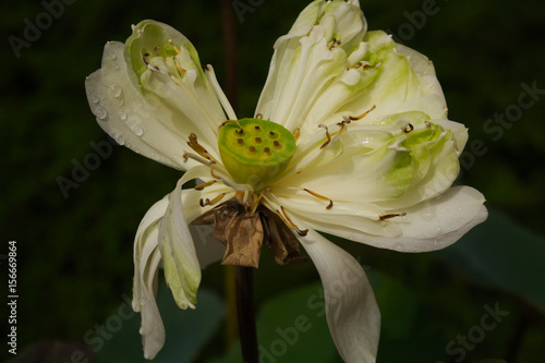 Wallpaper Mural A dying water lilly flower and the seeds is ready to lives ,A dying lotus flower and the seeds is ready to lives Torontodigital.ca