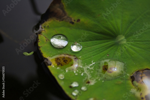 Wallpaper Mural Water drop on dying water lilly leaf Torontodigital.ca