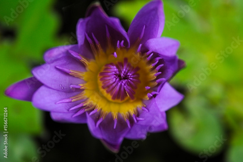 Purple water lilly close up