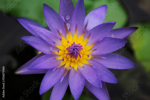Purple water lilly close up