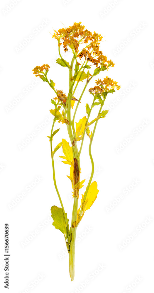 Dried plant cress for a herbarium Dried plant cress for a herbarium