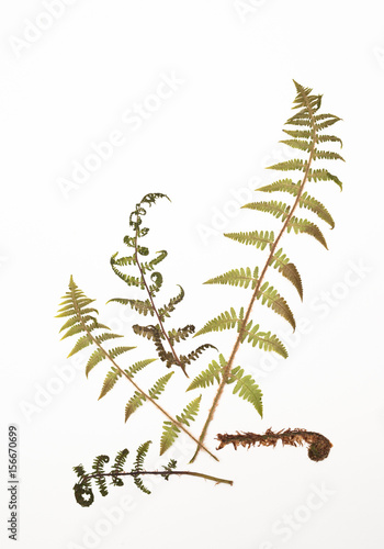 Dried fern leaves for a herbarium on white