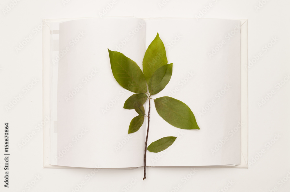 Dried cherry twig in an open book on white