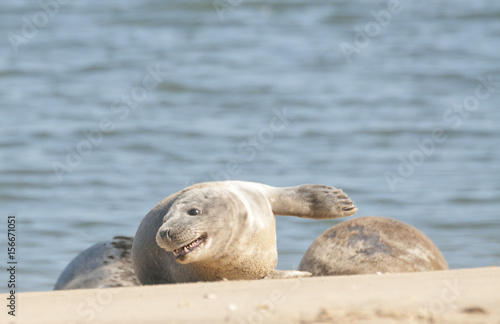 Grey Seal pups (Halichoerus grypus) on beach at Wells-next-the-Sea, Norfolk