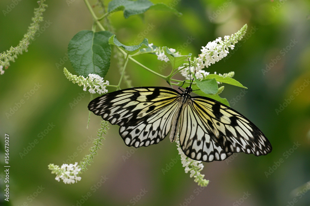 Naklejka premium Monarch butterfly, Sentosa, Singapore