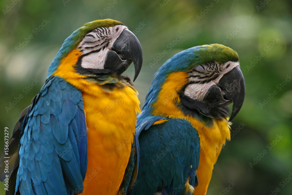 Blue-and-yellow macaws, Singapore