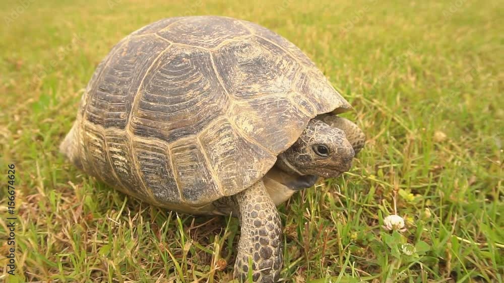 Slow motion, Tortoise Walking on The Grass Slow motion, Tortoise Walking on The Grass