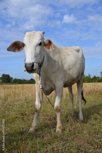 Eine Kuh in Kambodscha