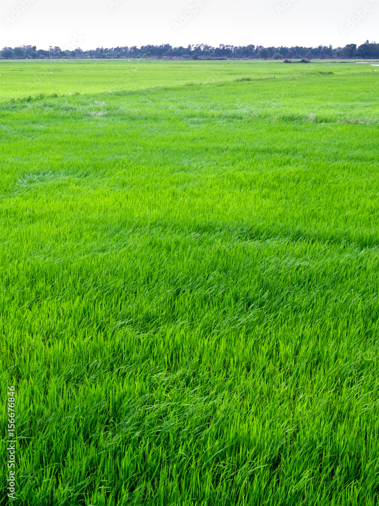 Leaves of rice fly follow the wind in the rice field