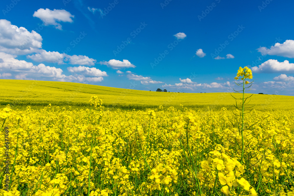 Fototapeta premium Canola Flowers in Germany