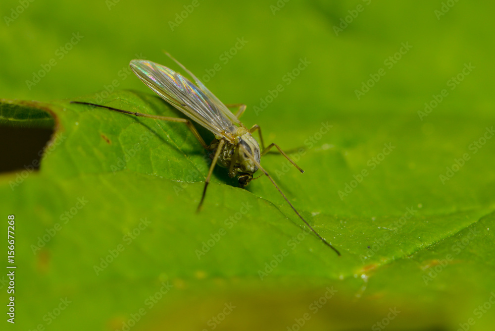 Fototapeta premium Zuckmücke