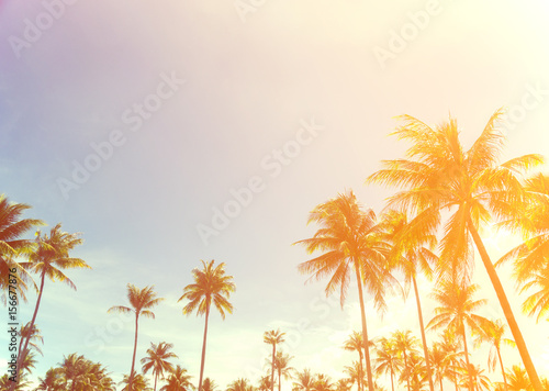 coconut trees over clear sky on day with sun light retro effect image
