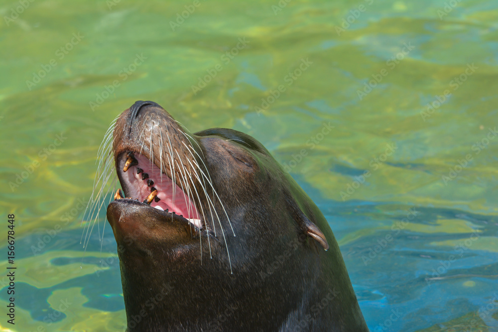 Obraz premium Übermütiger Seelöwe