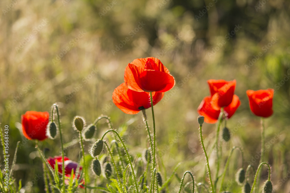 Naklejka premium Red poppies on a hot, sunny day
