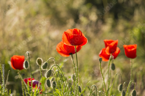 Red poppies on a hot, sunny day
