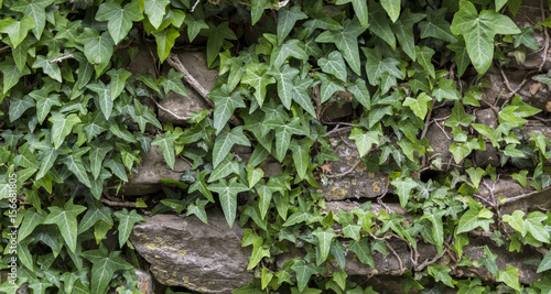 IVY STONE WALL © soyer87