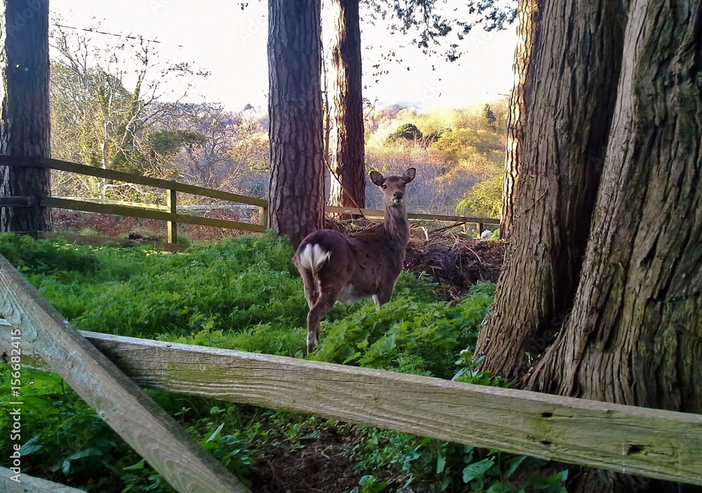 Sika Deer in County Wicklow