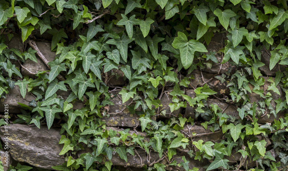 IVY STONE WALL IVY STONE WALL