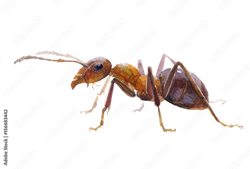 Watercolor single ant insect animal isolated on a white background illustration. Watercolor single ant insect animal isolated on a white background illustration.