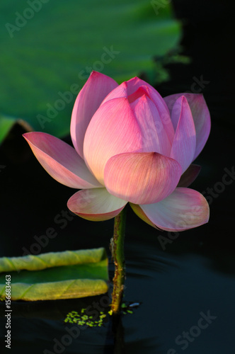 Blossom lotus flower