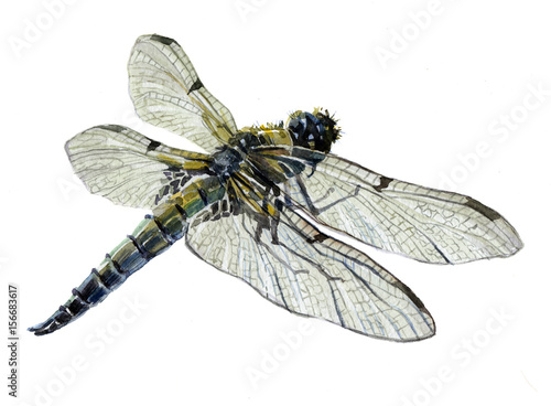 Watercolor single dragonfly insect animal isolated on a white background illustration.