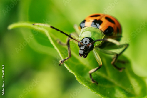 Orange beetle © Sander
